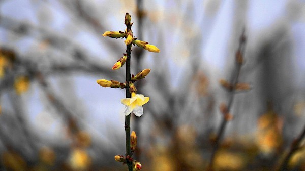 Winterjasmin: Blüht von Dezember bis April und hat hübsche grüne Äste.