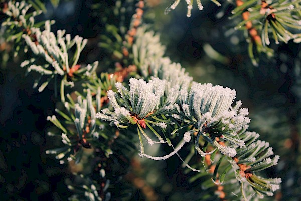 manfredrichter/pixabay.com