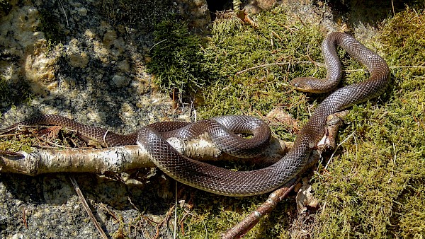 Äskulapnatter. Noverodus/pixabay.com