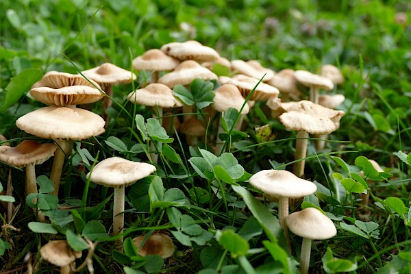 Nelkenschwindlinge wachsen häufig auf Wiesen und Rasen - manchmal in Kreisen, den sogenannten Hexenringen. Foto: ©BaBaMu / pixabay.com